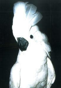 Denali 3 months 2003